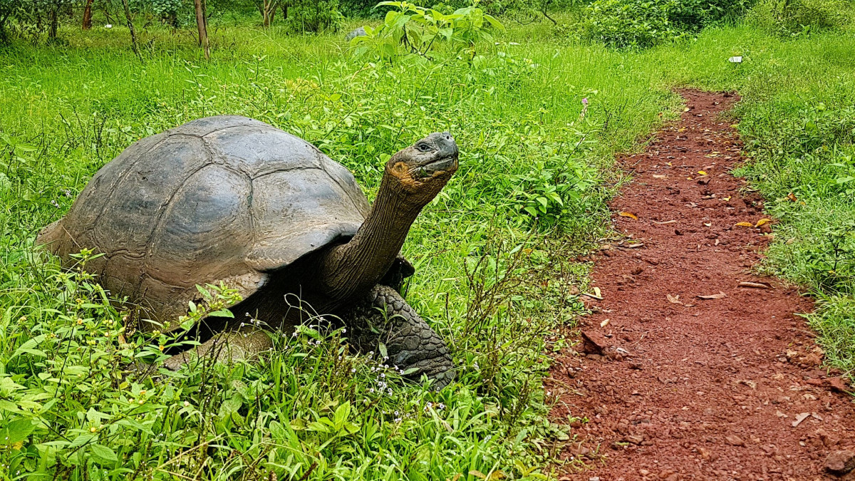 kjempeskilpadde Galapagos