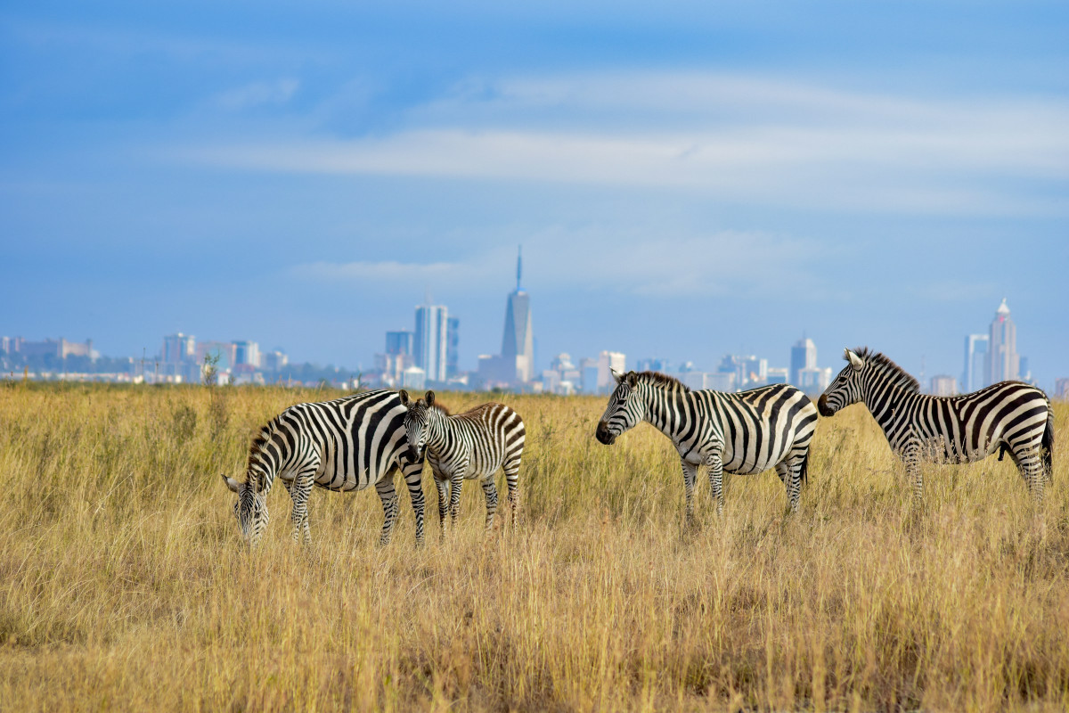Nairobi nasjonapark  |    Foto:  Grace Nandi - Unsplash 