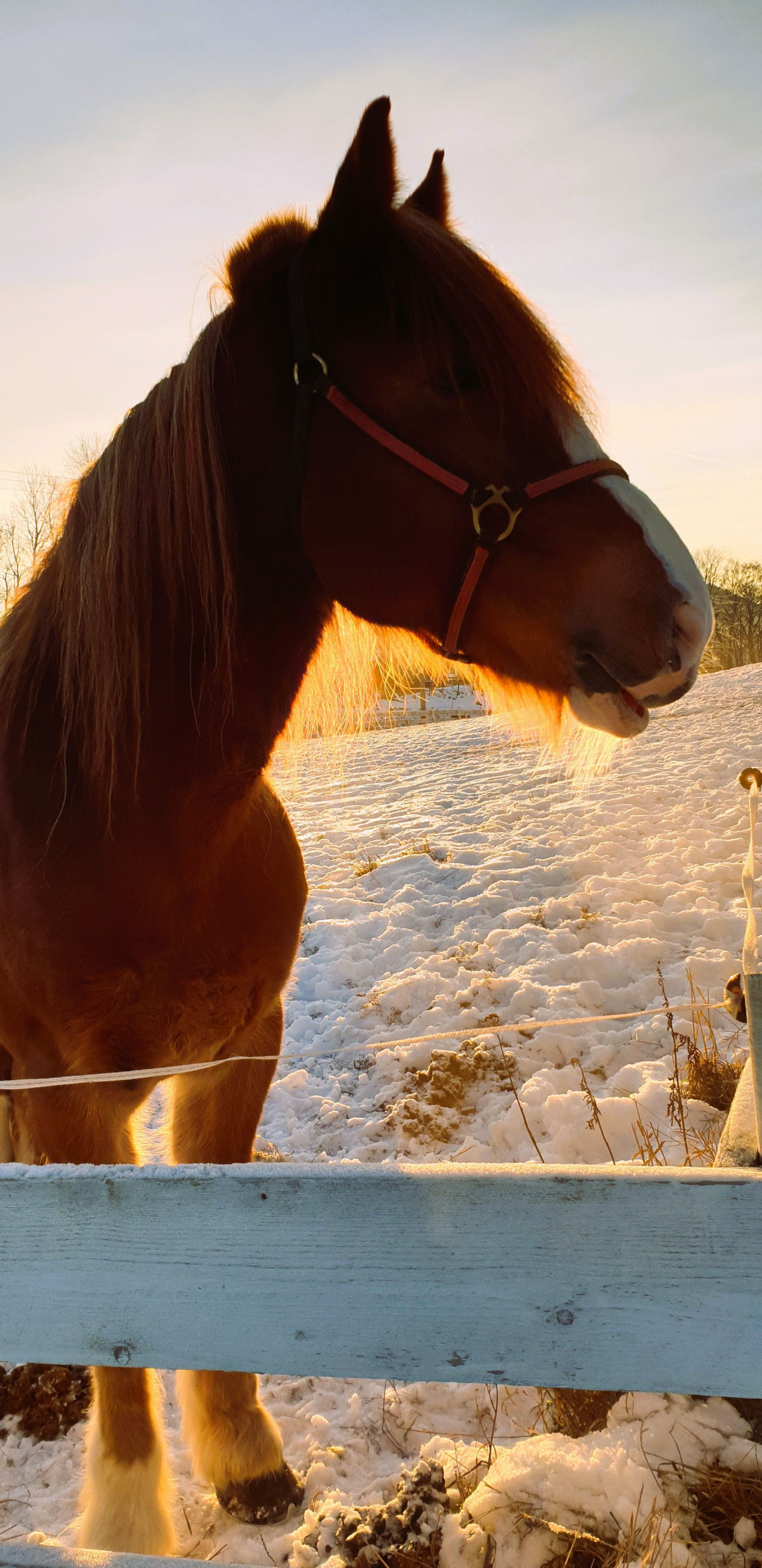 Hest i vintersol på Granavollen