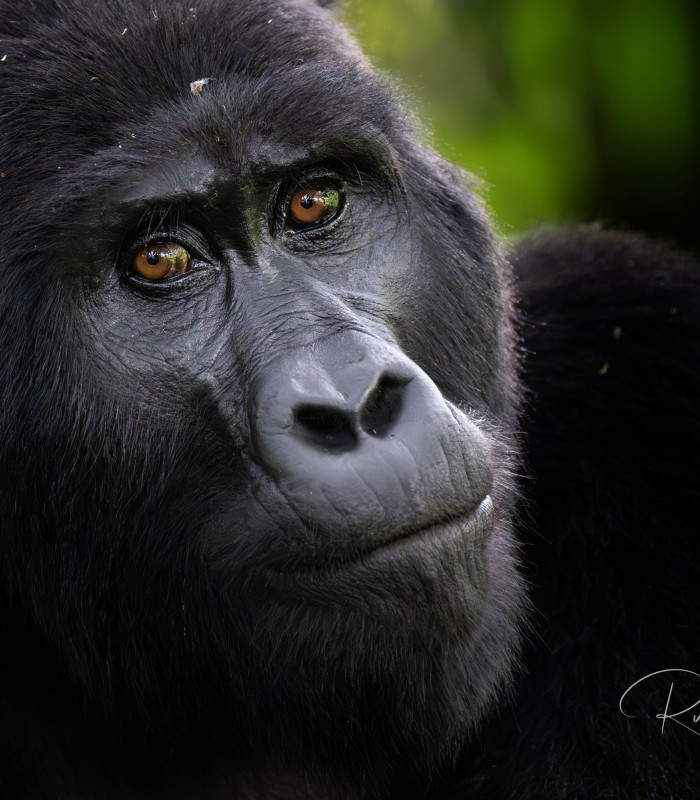 Gorillasafari i Uganda