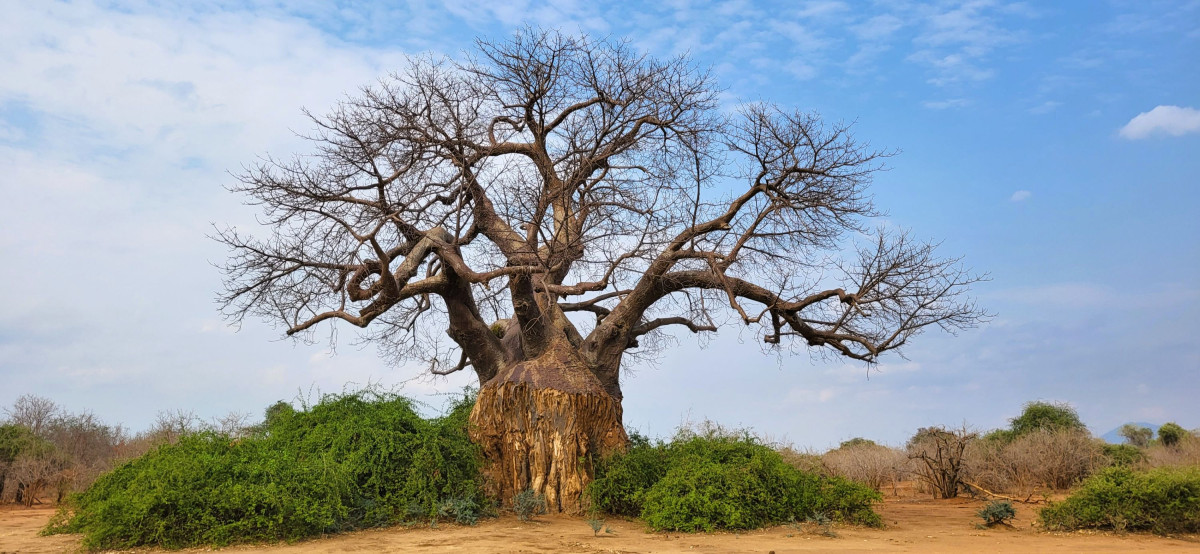 Gammelt tre i Lower Zambezi nasjonalpark   |    Foto:  Wenche - La'mme 