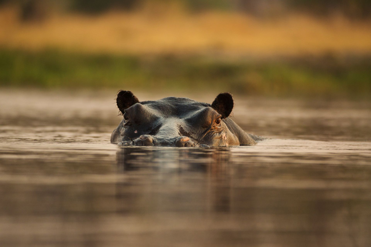      Foto:  Okavango Expeditions 