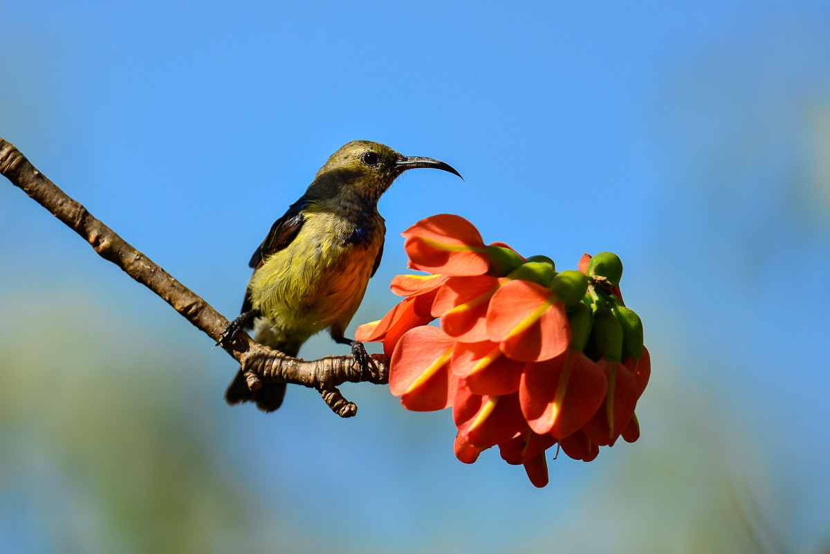 Et fantastisk fugleliv  |    Foto:  Iharana Bush Camp 