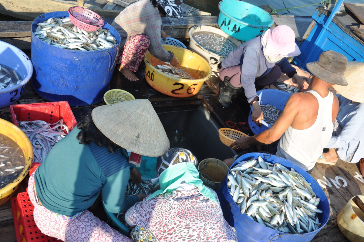 Det er full action når fiskerne kommer inn med fangsten tidlig morgen - Hoi An  |    Foto:  Wenche Tvenge - lamme.no 