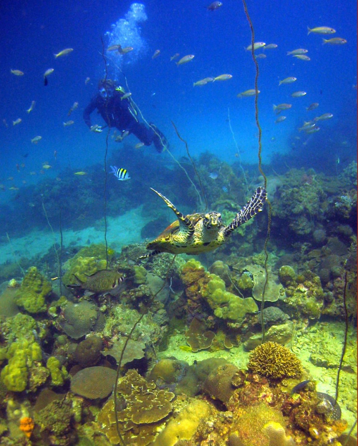 Svøm i et akvarium utenfor Nosy Komba  |    Foto:  Tsara Komba Lodge 