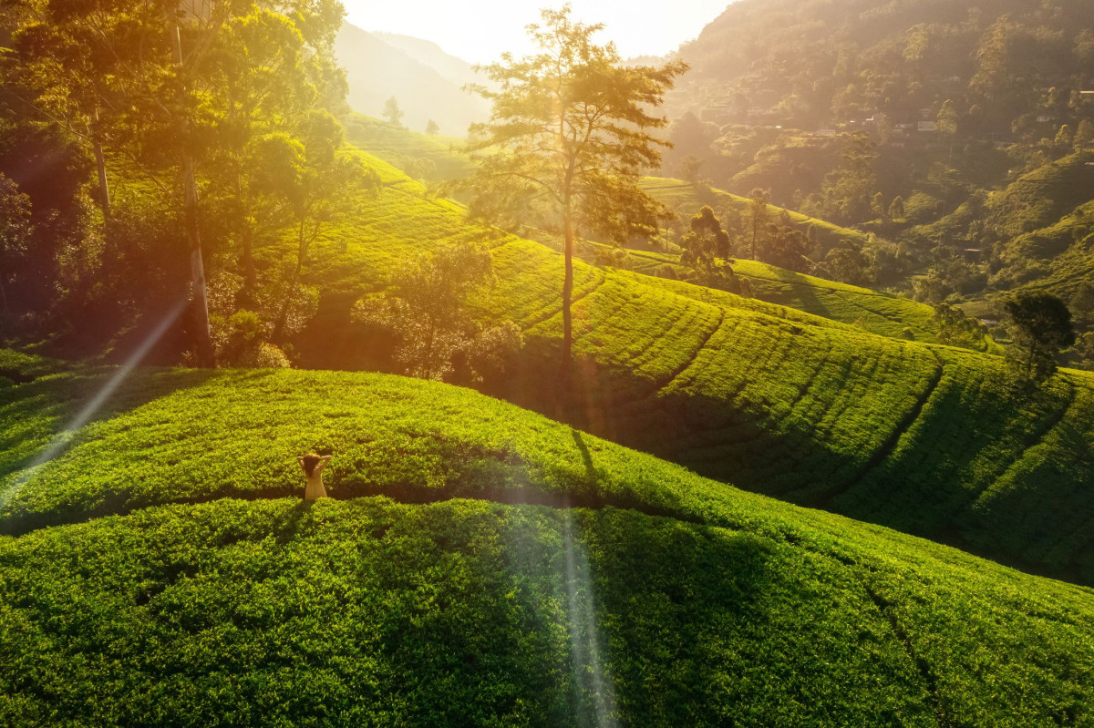 Te-terrasser i høylandet ved Nuwara Eliya   