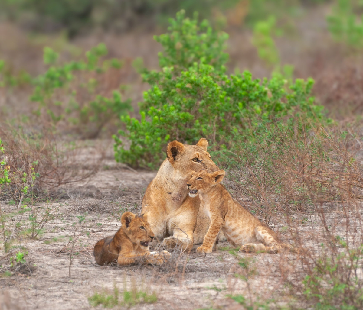 Charuma og de to tvillingene Kulwa og Doto