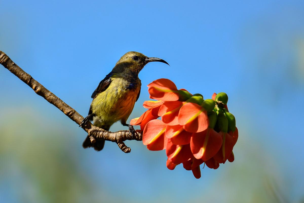 Et fantastisk fugleliv  |    Foto:  Iharana Bush Camp 