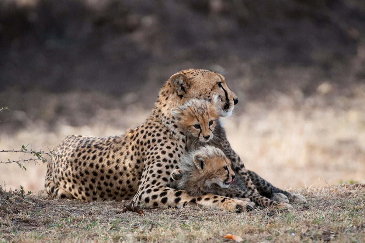 Gepard-familie i Masai Mara  |    Foto:  Secluded Africa 