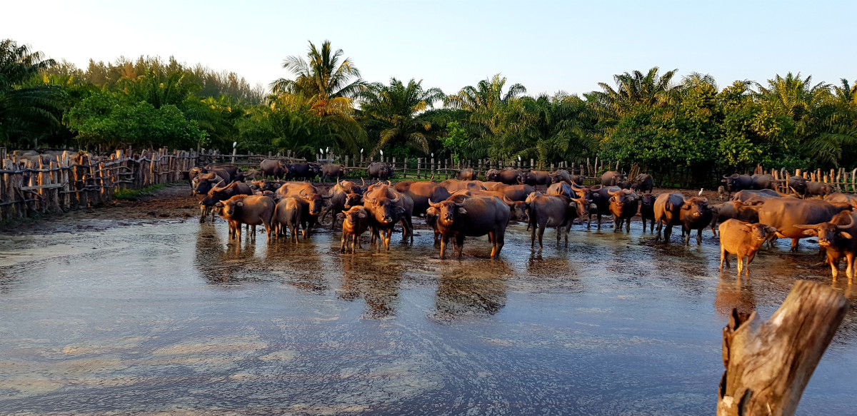     Foto:  Reise til Khao Lak og Koh Kho Khao | La'mme skreddersyr 