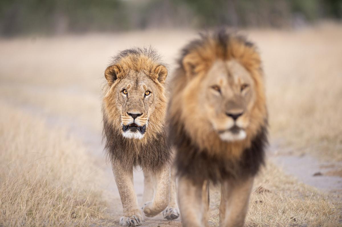      Foto:  Makubi Safari Camp 