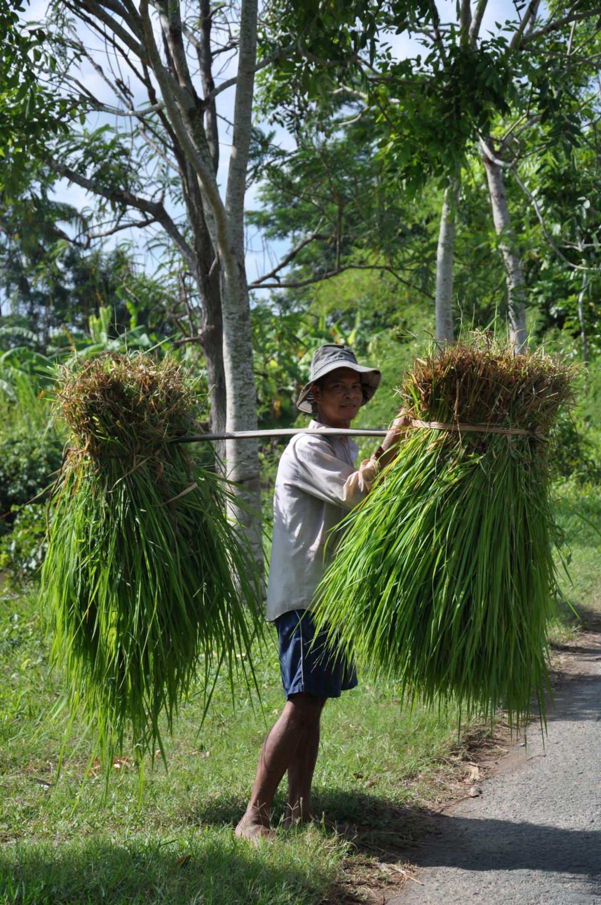 Landsbygda Mekong  |    Foto:  Wenche Tvenge - lamme.no 