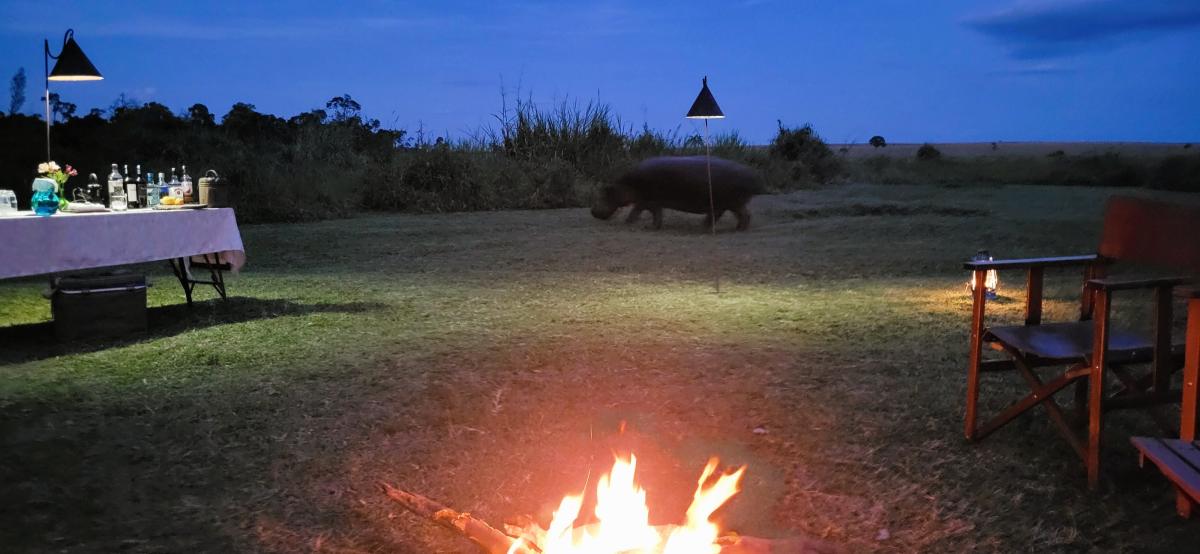 Flodhesten Eminem på Roca River Camp, Masai Mara