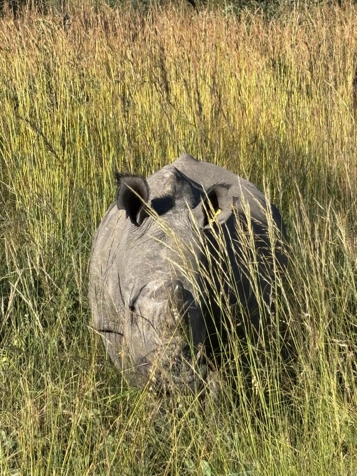På vandring med hvite nesehorn i Zimbabwe