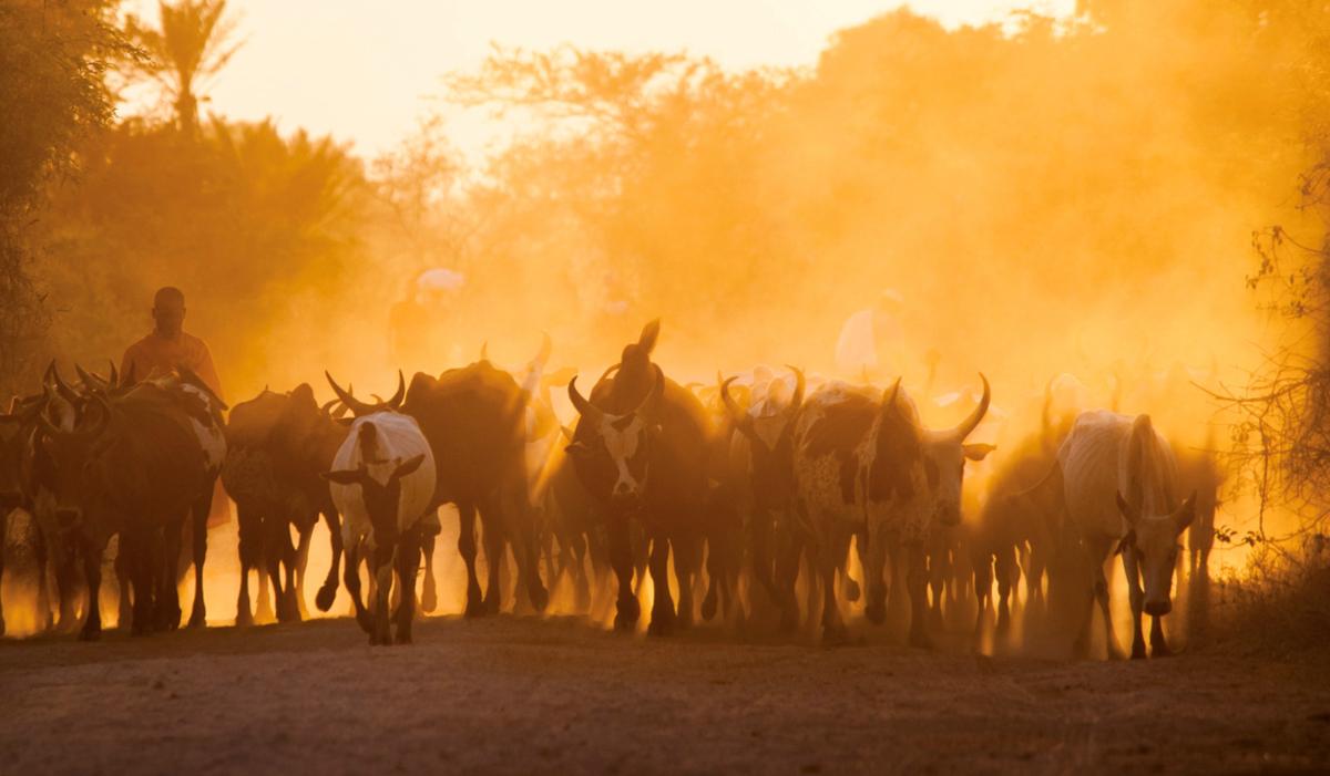 Nosy Komba Island  |    Foto:  Tsara Komba Lodge 