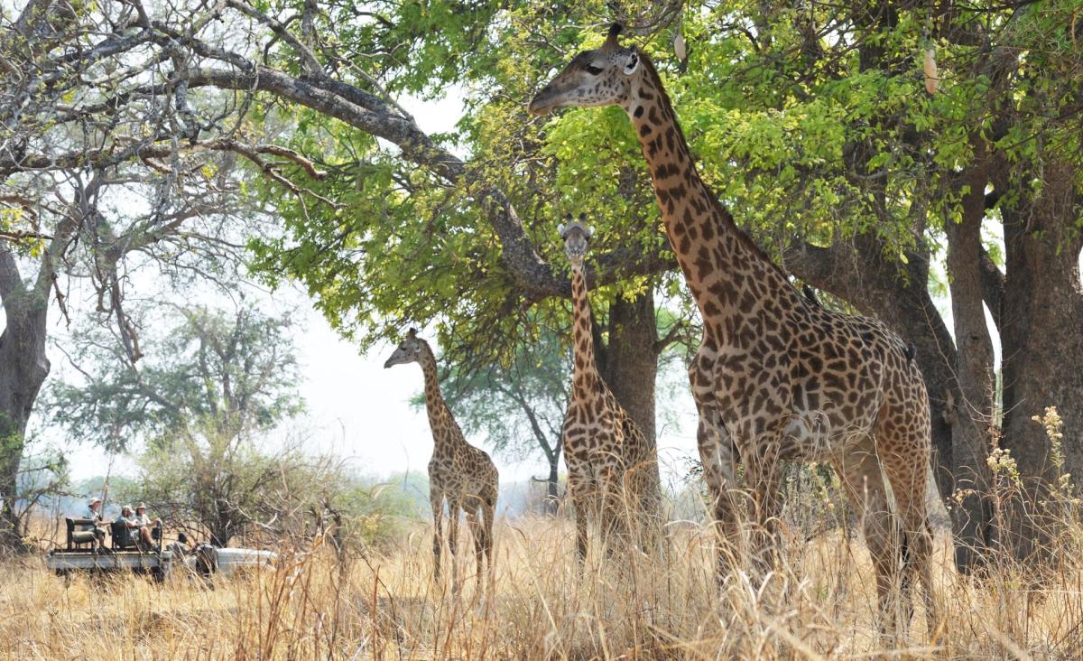 Safari  |    Foto:  Remote Africa Safaris 