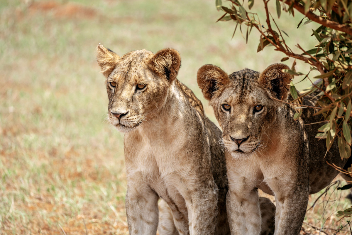 To små sjarmører i Tsavo East nasjonalpark  |    Foto:  Secluded Africa 
