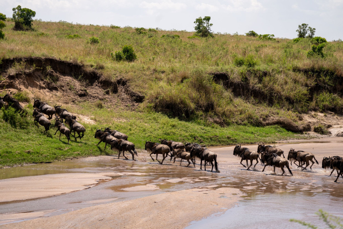 Migrasjon Masai Mara  |    Foto:  Secluded Africa 