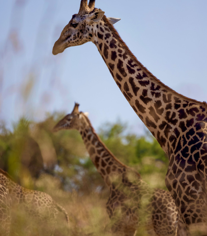 Luksus-safari Zambia