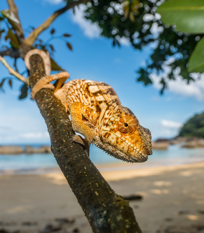 Madagaskar i sakte tempo