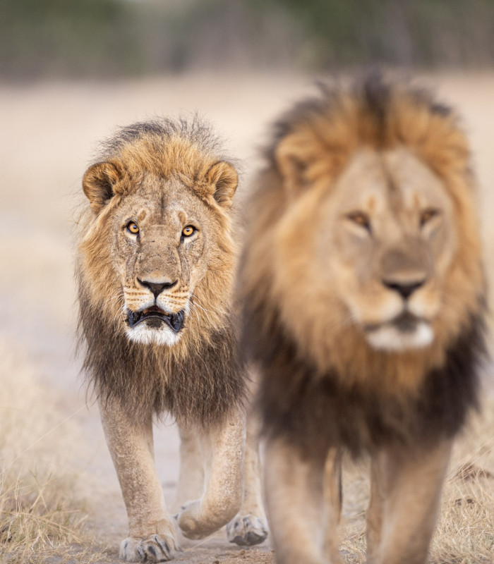 Safari for sjelen - Tanzania