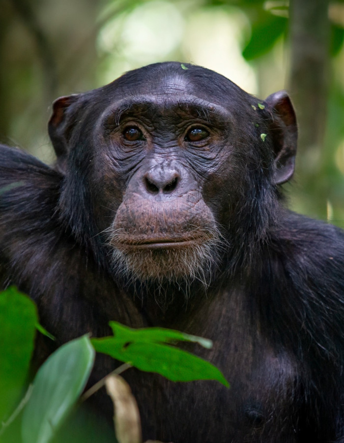 Gorillasafari i Uganda