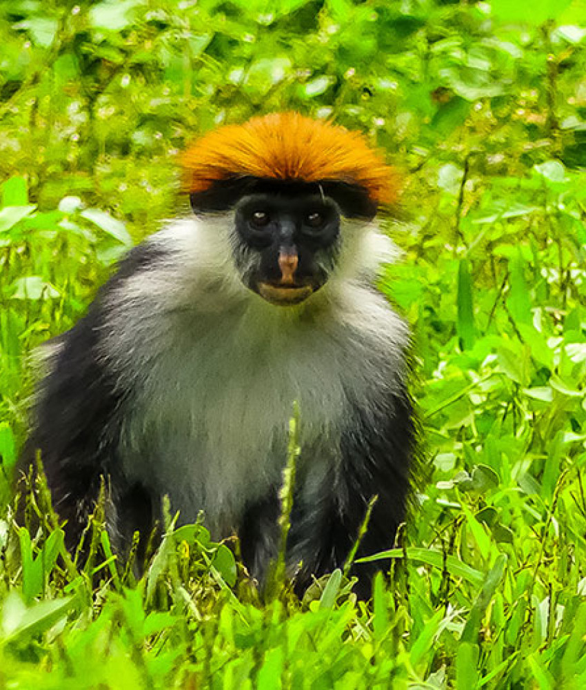 Udzungwa nasjonalpark