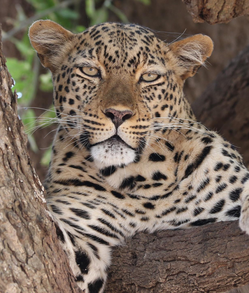 South Luangwa Nasjonalpark