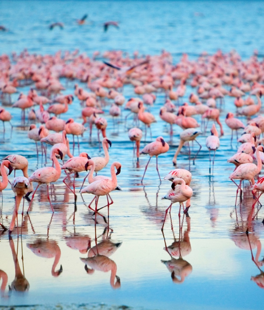 Lake Manyara nasjonalpark