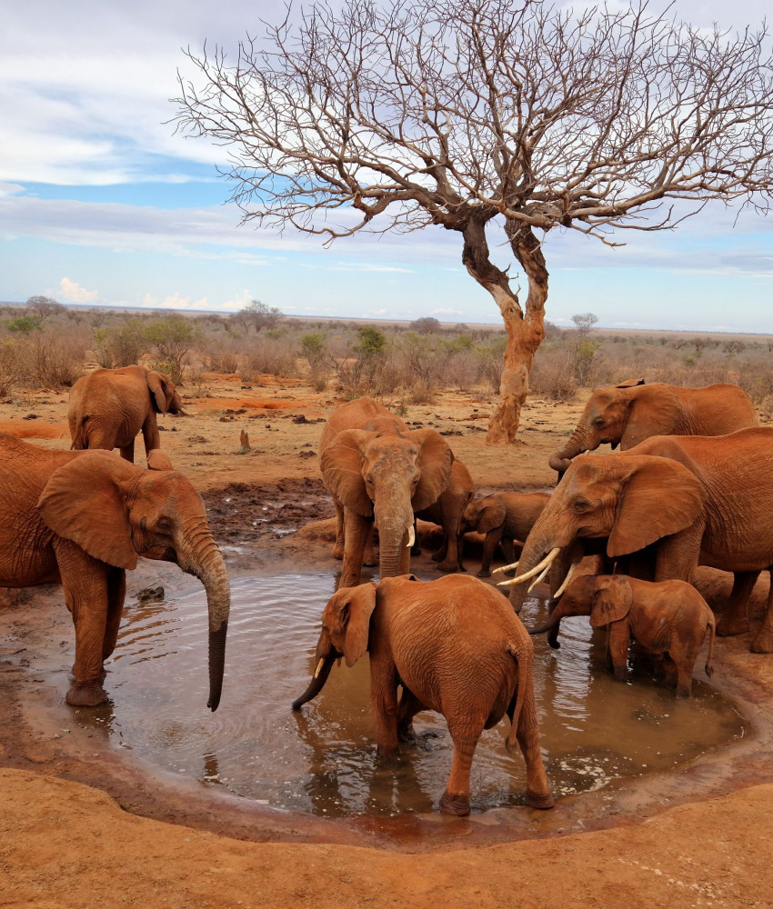 Tsavo