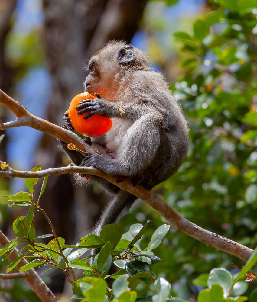 Mauritius - vest & sørvest