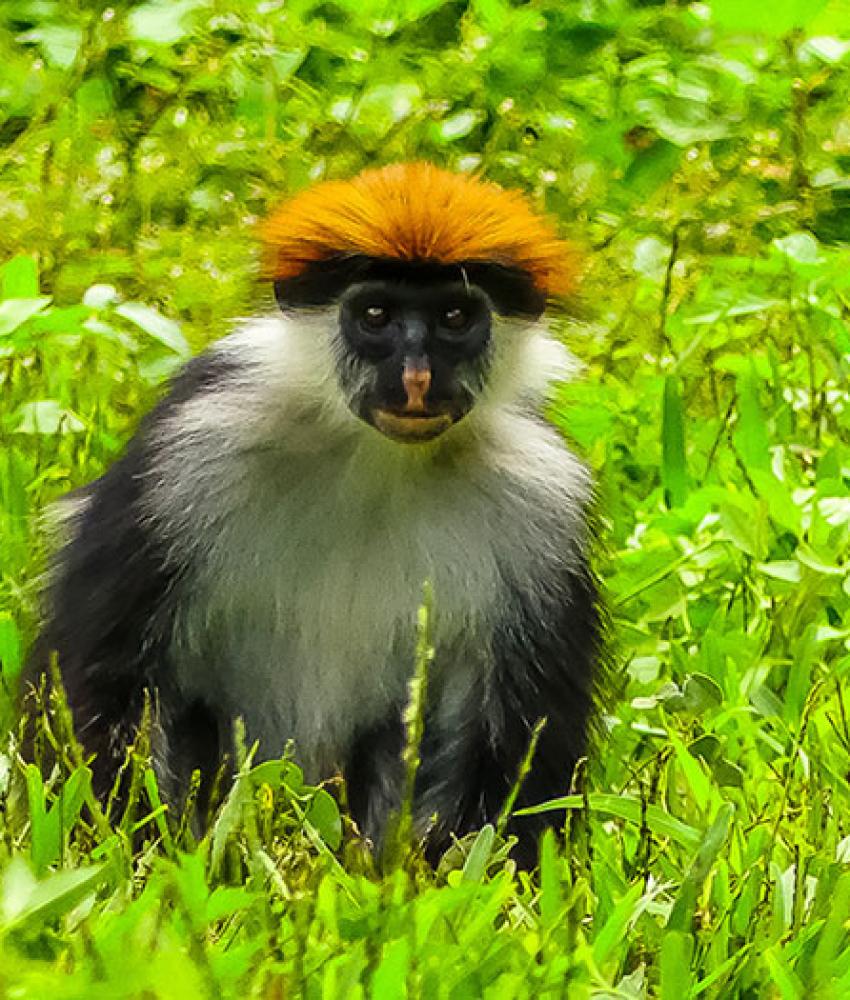 Udzungwa nasjonalpark