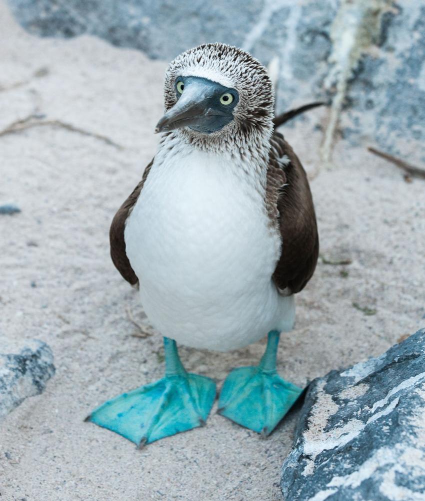 Ecuador og Galápagos