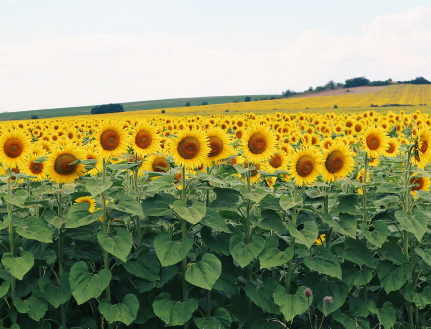 Åkre med solsikker så langt øyet rekker - Bulgaria