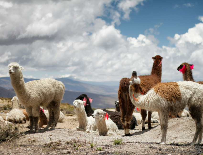 Colca-dalen - Peru