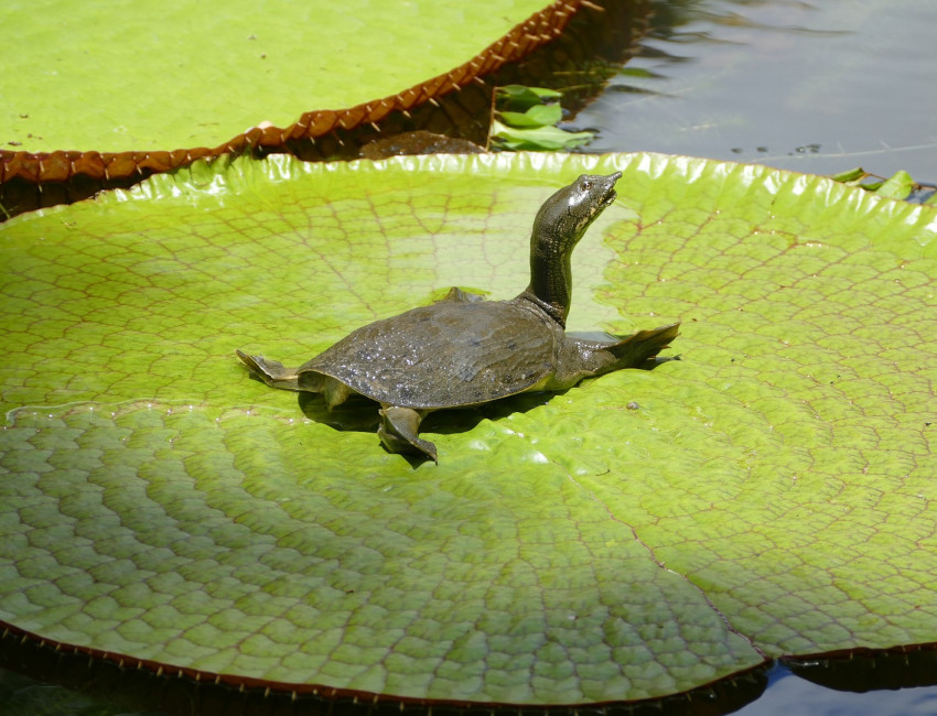 Pamplemousse botaniske hage på Mauritius