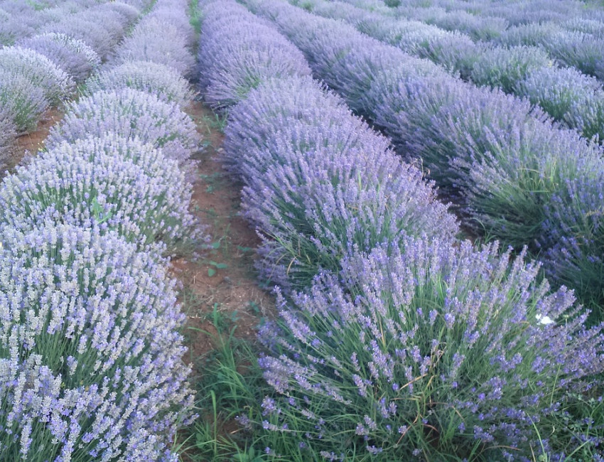 lavendel så langt øyet kan se - Bulgaria