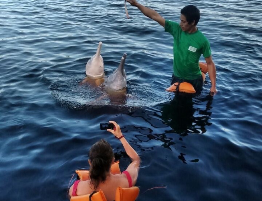 Bade med delfiner er dagligdags på disse trakter - Amazonas - Brasil