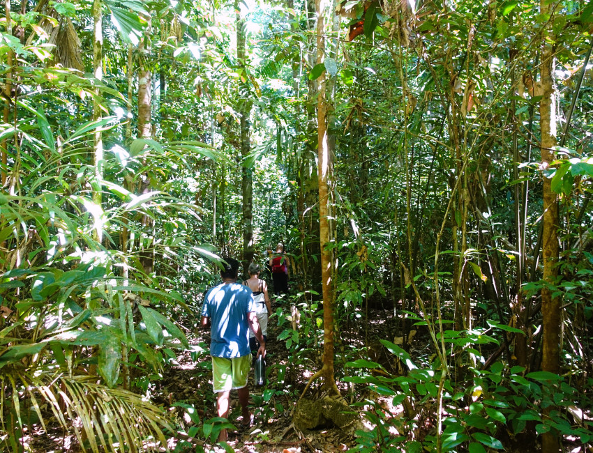 Jungel-vandring i Amazonas - Brasil