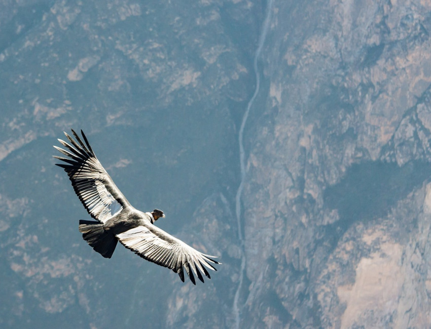 Kondor i Colca Canyon - Peru