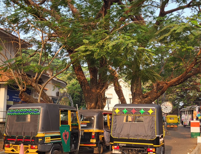 Rain tree i Fort Kochi - Kerala