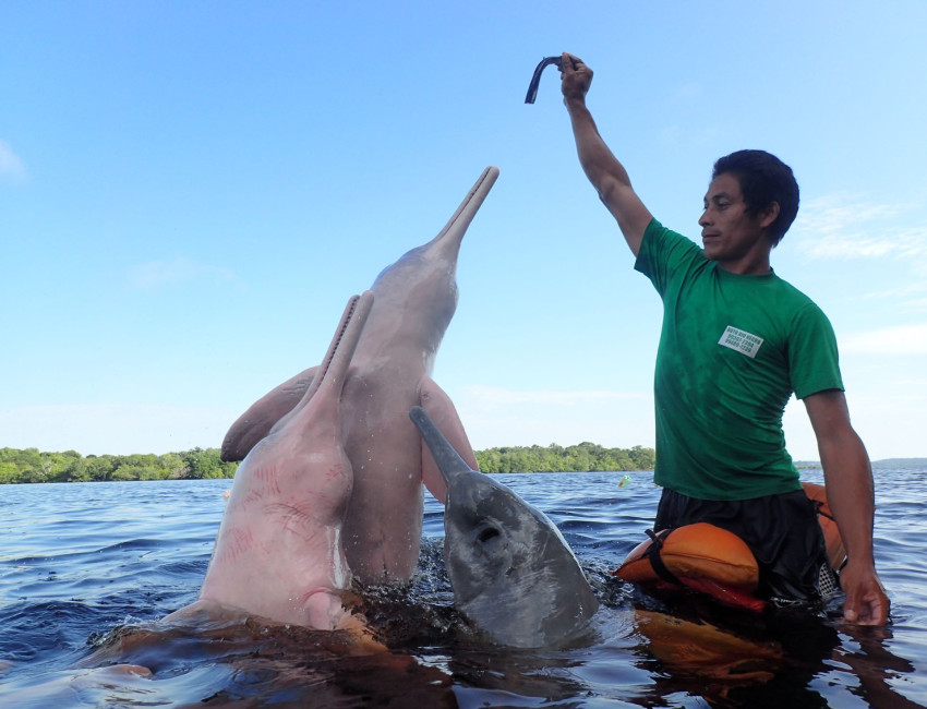 Lek med delfiner - Amazonas - Brasil