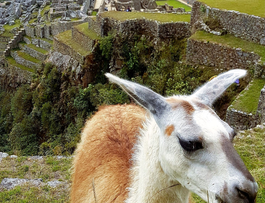 Bildet er tatt fra terrassene ovenfor Machu Picchu - Peru