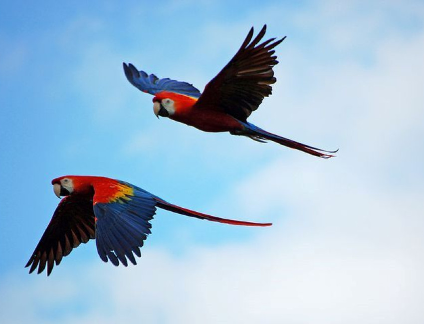 Fargerike fugler - Amazonas - Brasil