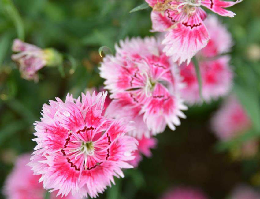 Det blomstrer på Mauritius