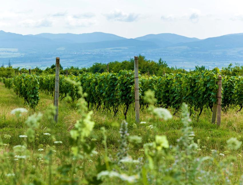 Vinregionen Kakheti - Georgia