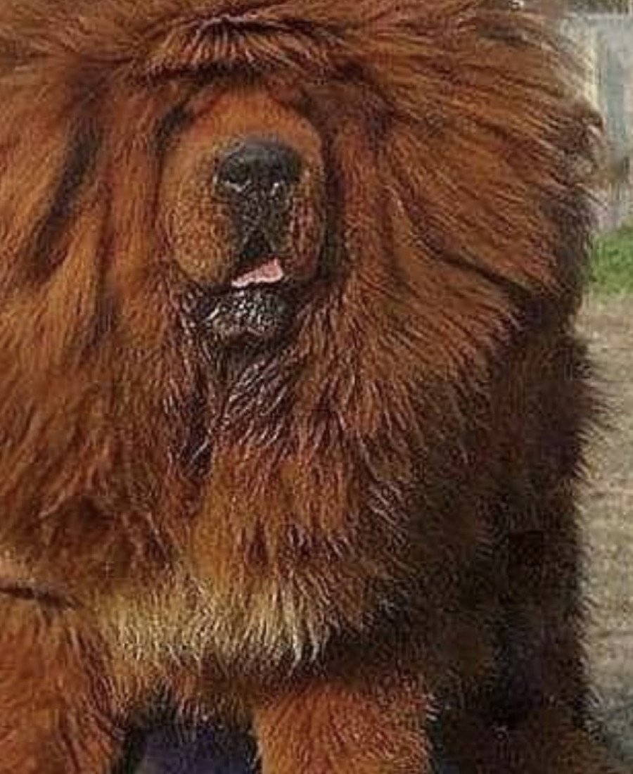 Tibetansk mastiff 