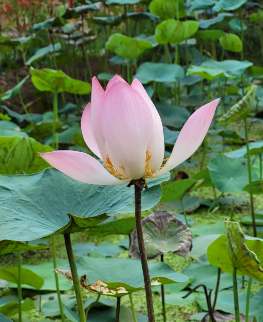 Lotus 